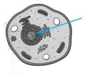 Đề thi học kì 1 KHTN 6