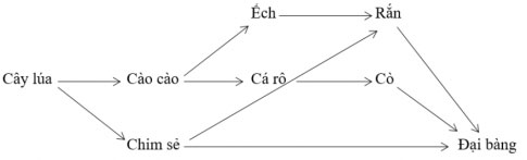 Trắc nghiệm Sinh 12 Bài 43