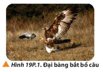 Giải Lý 10 Bài 19