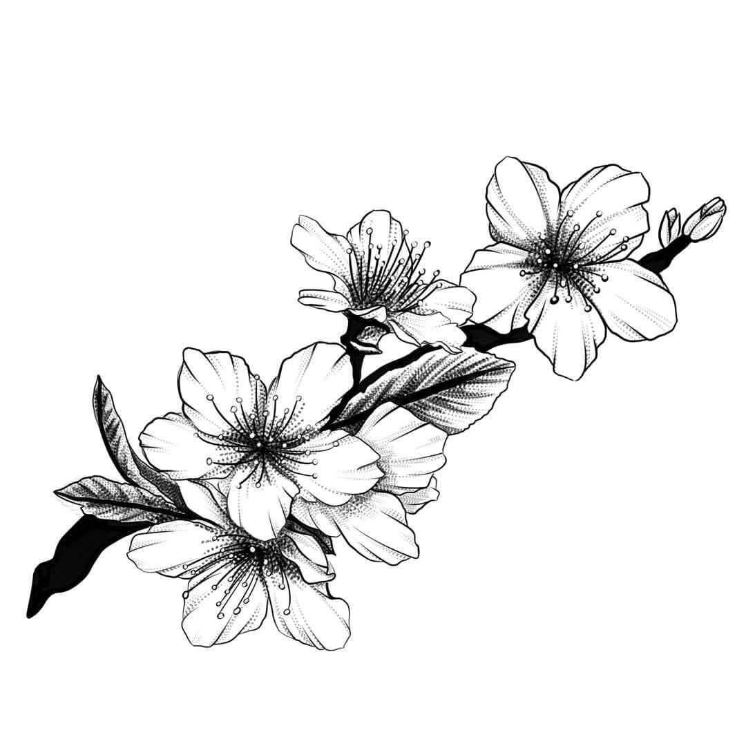 Tranh tô màu hoa mai, hoa đào