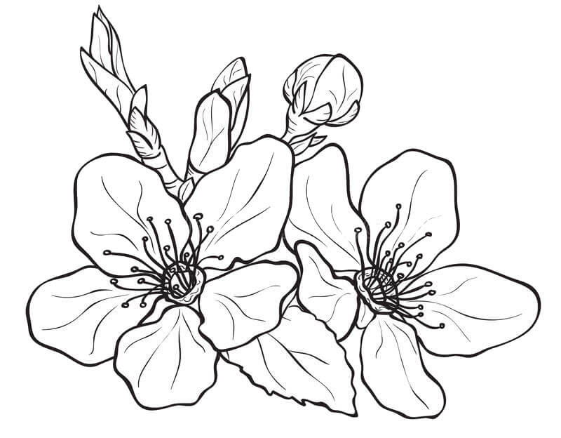 Tranh tô màu hoa mai, hoa đào