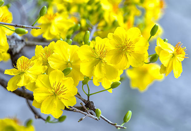 Trắc nghiệm tiếng Anh về Tết cổ truyền Việt Nam