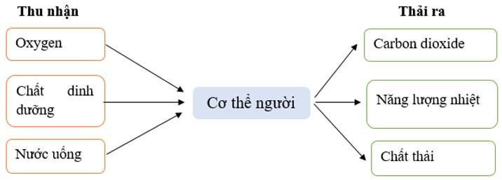 Câu hỏi 1 trang 87 KHTN lớp 7