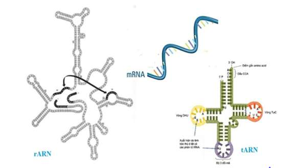 ôn tập sinh học 10