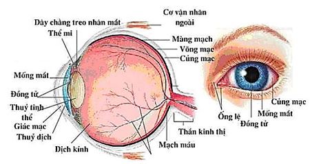Vật lý 11 Bài 31
