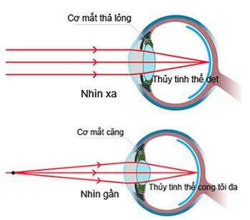 Vật lý 11 Bài 31