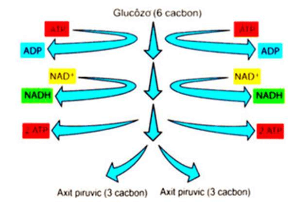 ôn tập sinh học 10