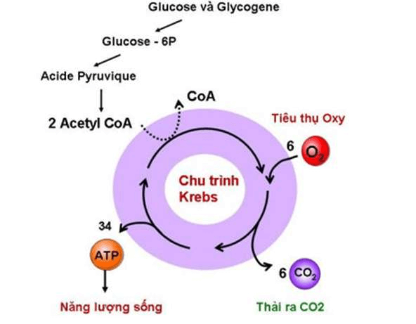 ôn tập sinh học 10