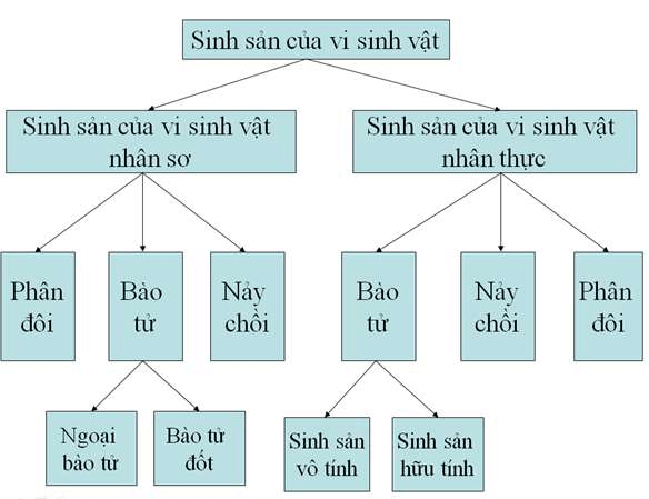 ôn tập sinh 10