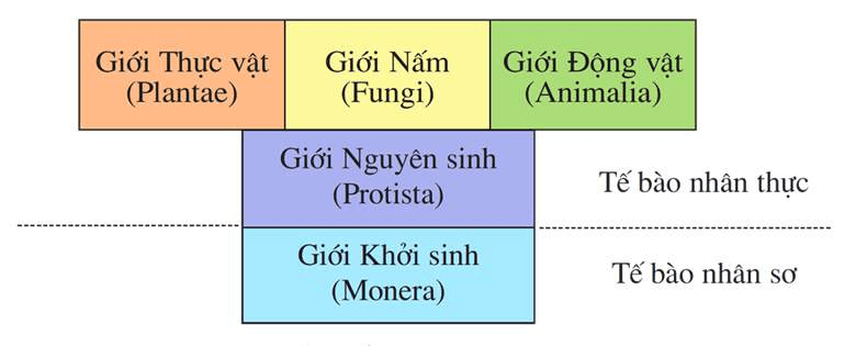 Ôn tập sinh học 10
