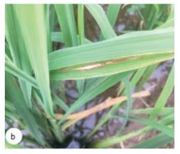 Đề thi giữa học kì 2 môn Công nghệ 10 Kết nối tri thức năm học 2022 - 2023