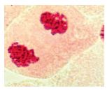 Trắc nghiệm Sinh 10 Bài 20