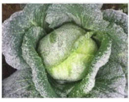 Đề thi giữa học kì 2 môn Công nghệ 10