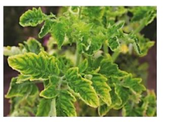 Đề thi giữa học kì 2 môn Công nghệ 10