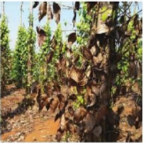 Đề thi giữa học kì 2 môn Công nghệ 10