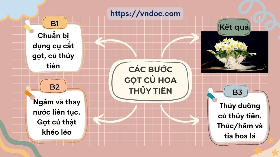 Vẽ sơ đồ tóm tắt các bước gọt củ hoa thủy tiên