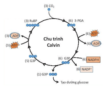 Lý thuyết sinh 10