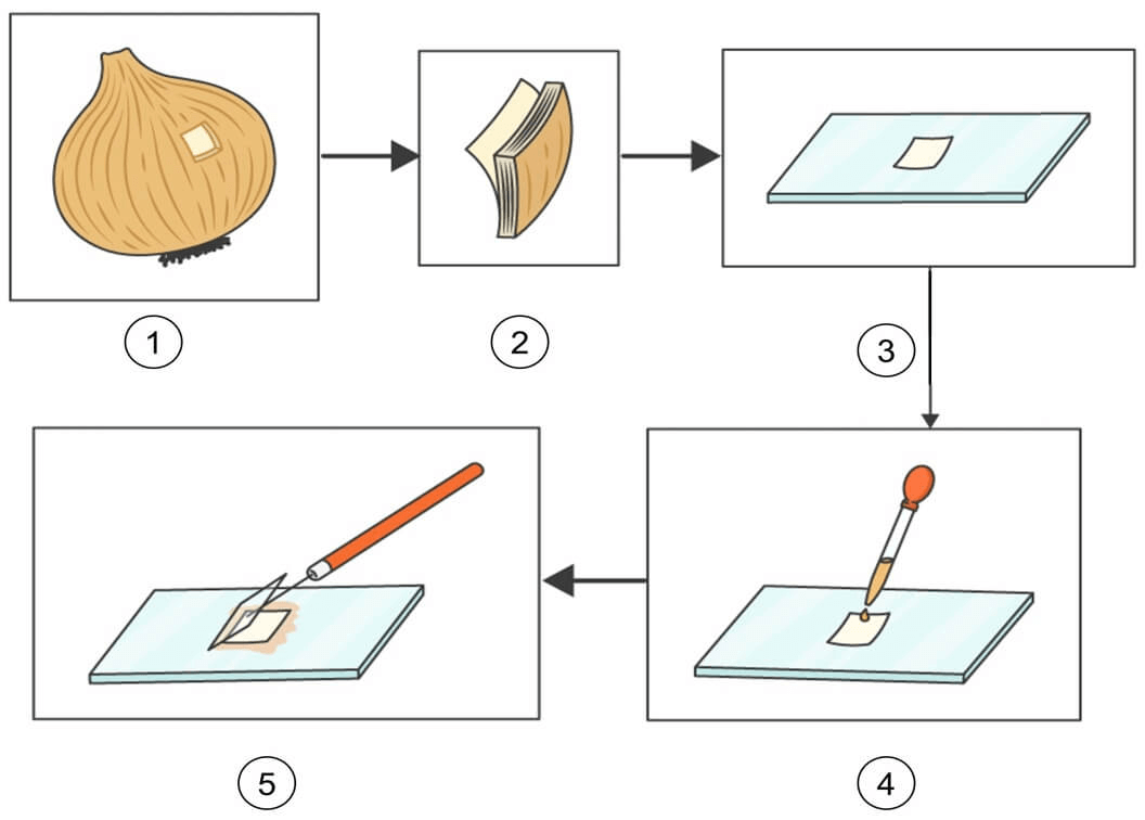 lý thuyết sinh học 10