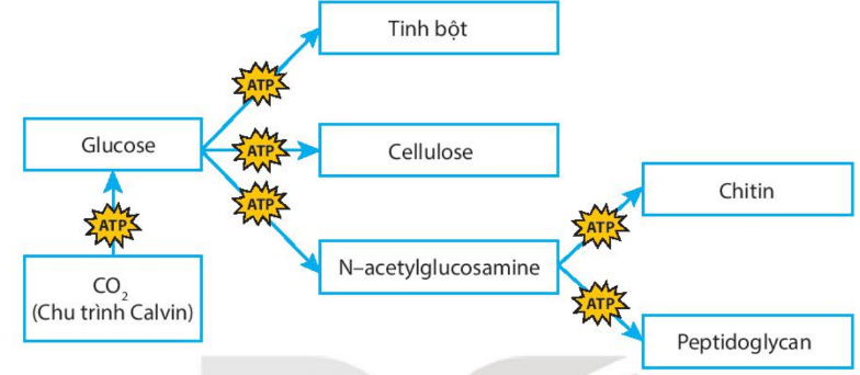 Lý thuyết sinh 10