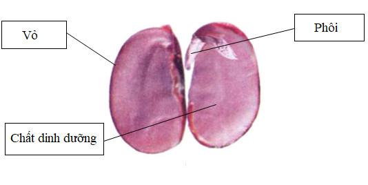 Giải VBT Khoa học lớp 5 Bài 53