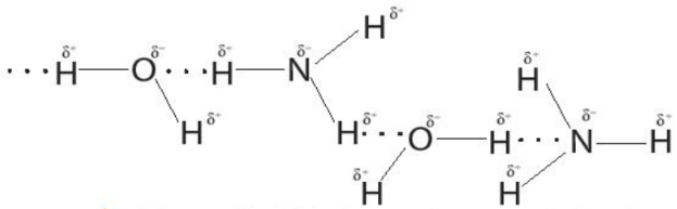 Liên kết hydrogen giữa ammonia và nước