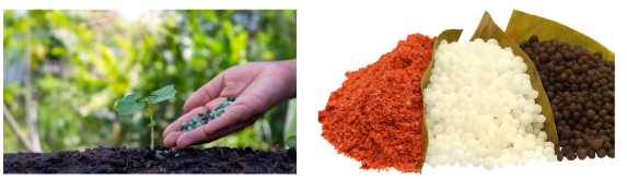 Bón phân cho cây trồng