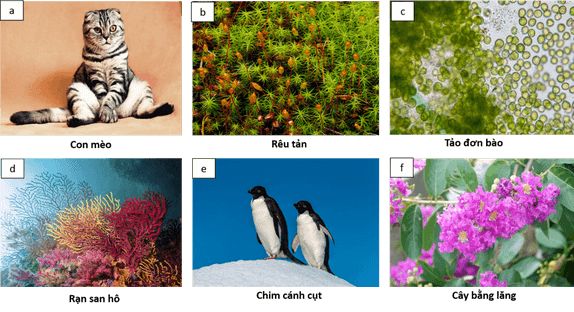 Trắc nghiệm tổng hợp KHTN 7 Chủ đề 8 Cánh diều (có đáp án)