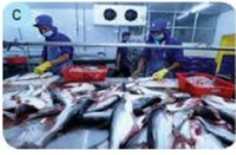 Đề thi Học kì 2 Công nghệ 7 Kết nối tri thức có đáp án (2 đề)