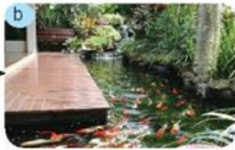 Đề thi Học kì 2 Công nghệ 7 Kết nối tri thức có đáp án (2 đề)