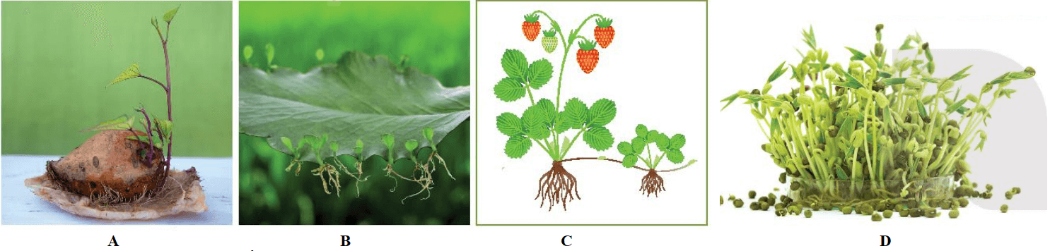 Đề thi học kì 2 KHTN KNTT