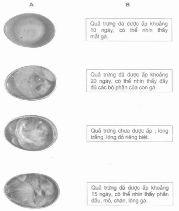 Câu 1 trang 99 Vở bài tập Khoa học 5