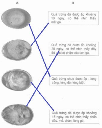 Vở bài tập Khoa học lớp 5 Bài 58: Sự sinh sản và nuôi con của chim