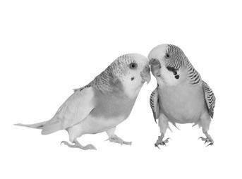 Đề thi Tiếng Anh lớp 3 học kì 2 sách Global Success