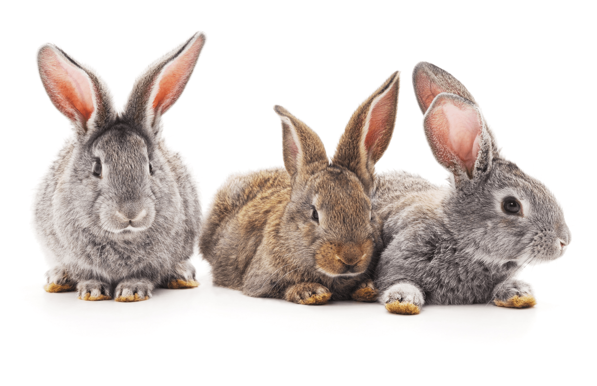 Đề thi Tiếng Anh lớp 3 học kì 2 sách Global Success