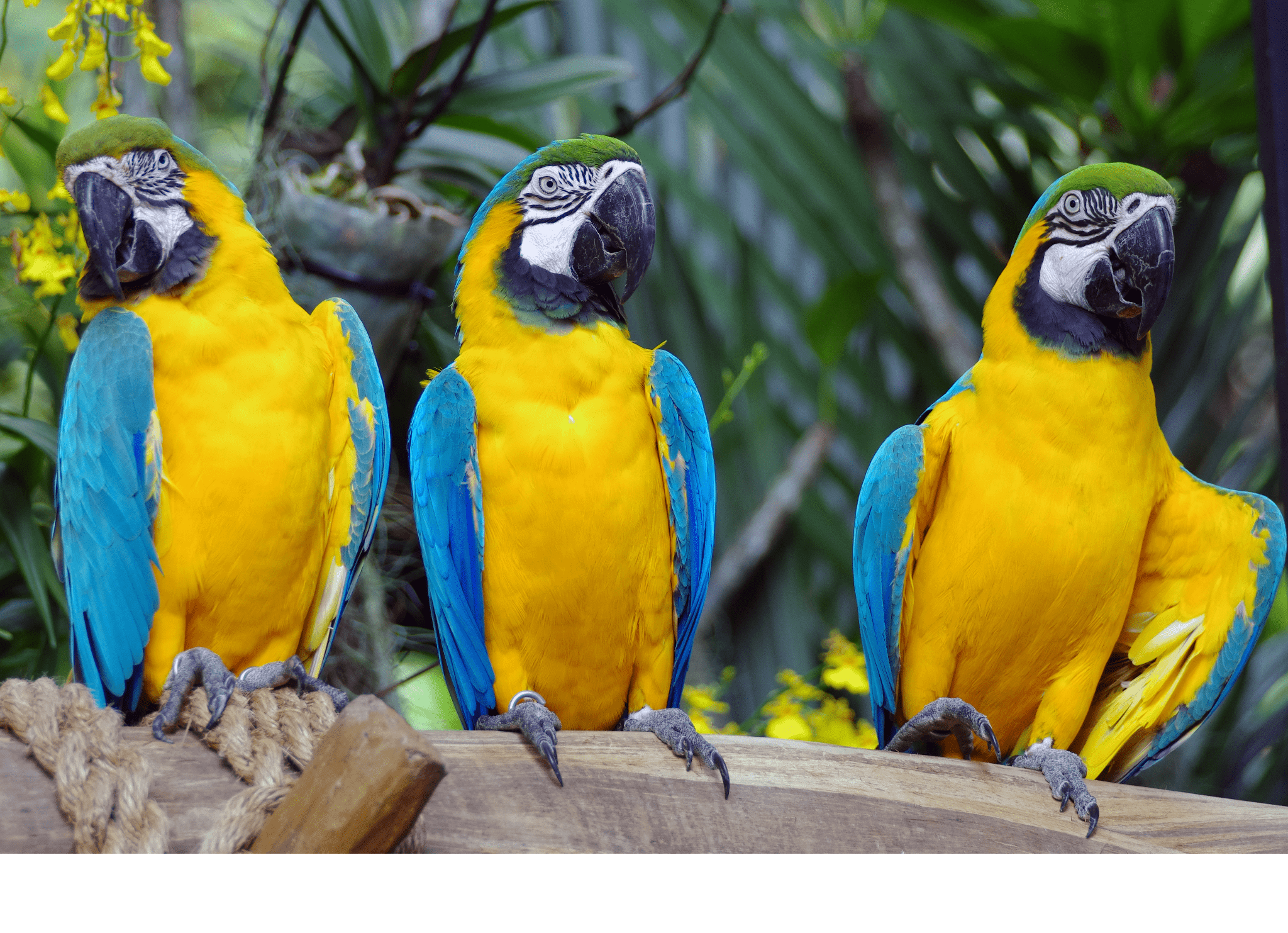 Đề thi Tiếng Anh lớp 3 học kì 2 sách Global Success