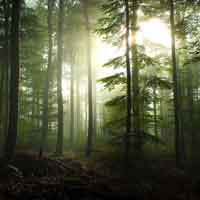 Đề 5: Phân tích chất sử thi trong “Rừng xà nu”.