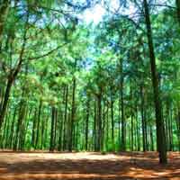 Đề 3: Phân tích hình ảnh đôi bàn tay Tnú