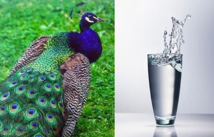 Thử tài với đuổi hình bắt chữ