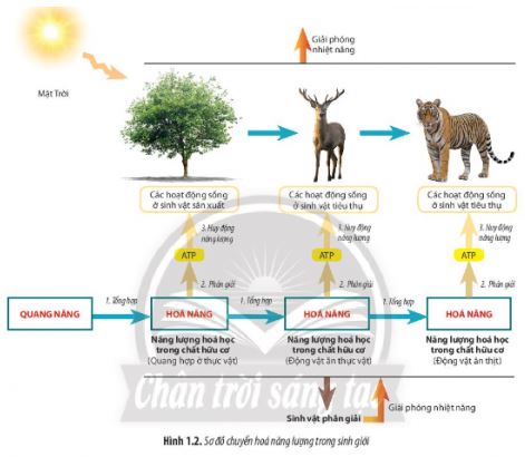 Sinh 11 Chân trời sáng tạo bài 1