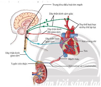 Sinh 11 Chân trời sáng tạo bài 10