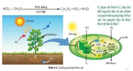 Sinh 11 Chân trời sáng tạo bài 4