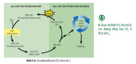Sinh 11 Chân trời sáng tạo bài 4