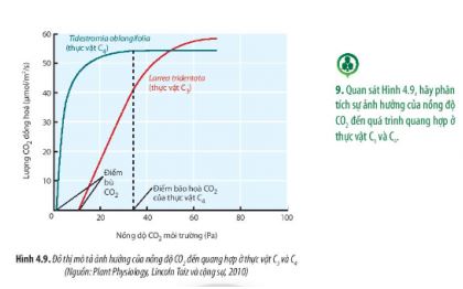 Sinh 11 Chân trời sáng tạo bài 4