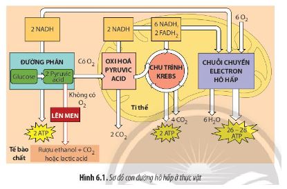 Sinh 11 Chân trời sáng tạo bài 6