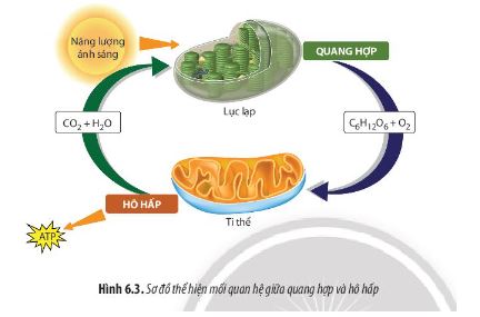 Sinh 11 Chân trời sáng tạo bài 6