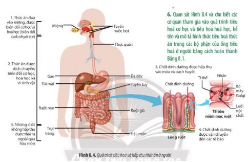 Sinh 11 Chân trời sáng tạo bài 8