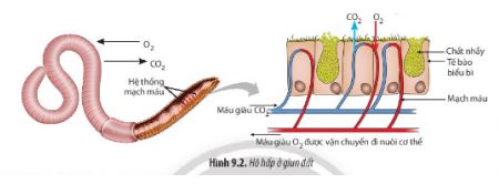 Sinh 11 Chân trời sáng tạo bài 9