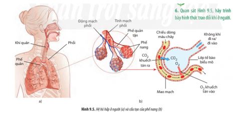 Sinh 11 Chân trời sáng tạo bài 9