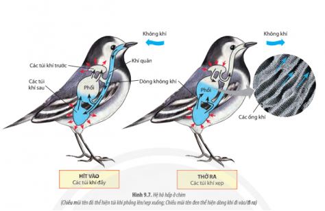 Sinh 11 Chân trời sáng tạo bài 9