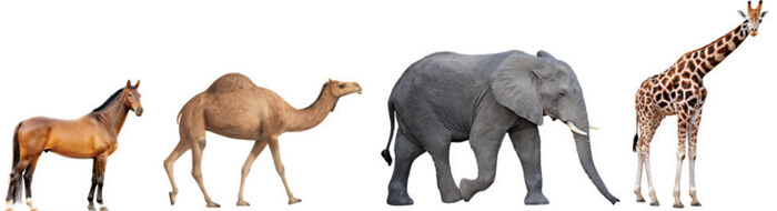 Luyện từ và câu lớp 4: Luyện tập về tính từ